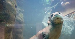 Oceanic Aquarium