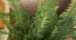 Bobfern