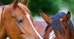 Horses