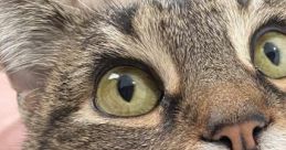 SirGraystripe