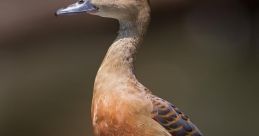 Whistling Bird
