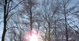 Sonnenscheinn