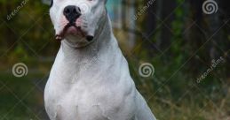 Dogo “TheRealWildDogo”