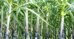 Tolong Sugarcane Growers, Inc.
