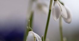 ☆ stardust snowdrop ☆