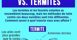 LaFourmiVolante