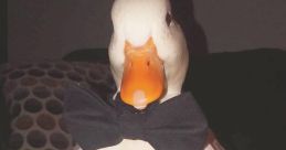 DUC C