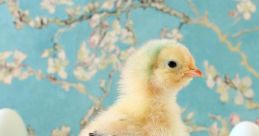 Chick