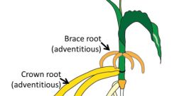Root