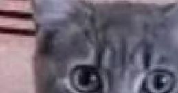⸻⸻⸻⸻⸻⸻⸻⸻⸻⸻⸻⸻⸻⸻⸻⸻⸻⸻⸻⸻Skeppy又