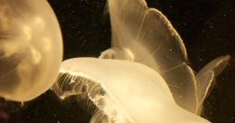 Jellyfish Universe