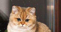 Golden Catufc1