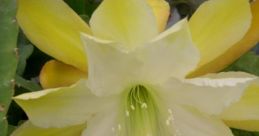 Epiphyllumdolly