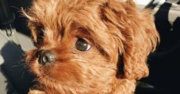 Cutedog