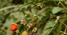 Yourlocalraspberry