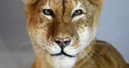 Tigon