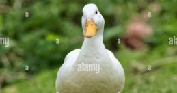 Pato
