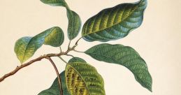 Vintage_avocado