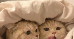 Murmelonchik_cat
