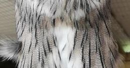 Growl owl