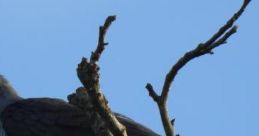 Naturestimeline (birdingasabusiness)