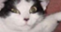 FlyingcatYT