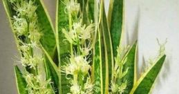 Flor Onselaere
