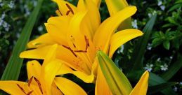 Lillien