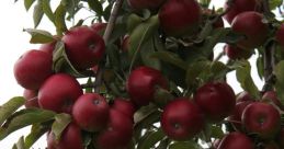 Applevandelidle