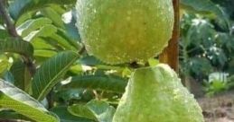 QUÝ GỐC ỔI