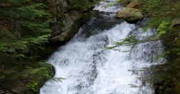 Brook
