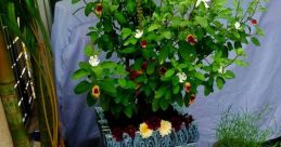 Tulsi_Makwana