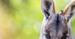 Miniwallaby