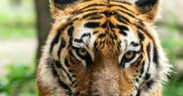 Tiger from Tiger . #recording #speech # #inside #gasp #malespeech #piano #alinstrument #whispering #silence #clicking