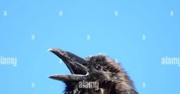 CorvusCalls