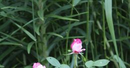 Early Rose