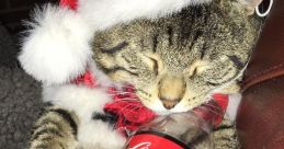 Cokey Cola Cat