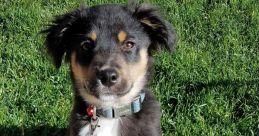 My First Dog