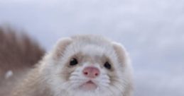 Ferret23