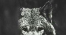 Lonewolves4life