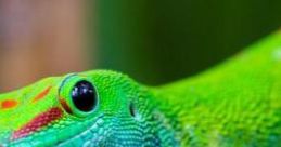 Gecko-Coder