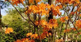 Azalea Quagmire