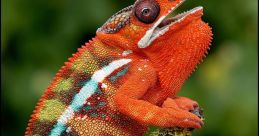RCamilon