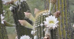 CactusMires