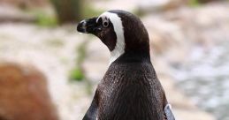 LONEPENGUIN