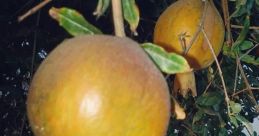 Anar