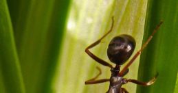 Luana.ants