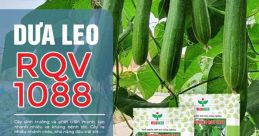 Canh1088@