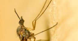 Gnat Bee