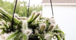 DogeeTail